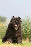 BOUVIER DES FLANDRES 396